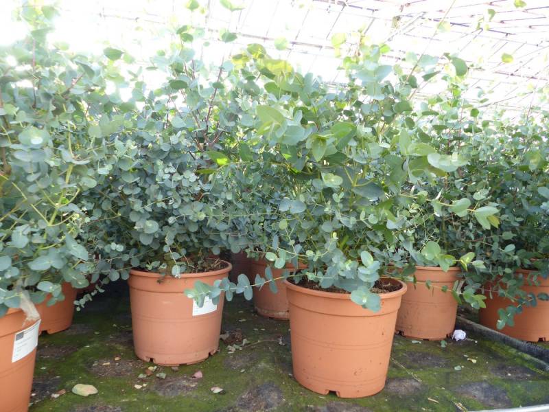 gruenwaren jakubik Gehölze 2x XXL Eucalyptus Busch Eukalyptusbaum 40 - 60 cm, Pflanze winterhart von gruenwaren jakubik