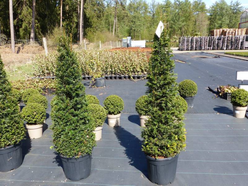 gruenwaren jakubik Gehölze Taxus Baccata 150-160 cm Pyramide Formschnitt, Formgehölz, Säule von gruenwaren jakubik