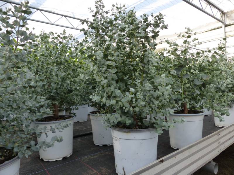 gruenwaren jakubik Gehölze XL Eucalyptus Gunni Gunnii Busch Eukalyptusbaum 35 - 50 cm von gruenwaren jakubik