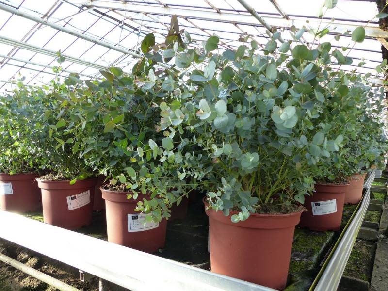 gruenwaren jakubik Gehölze XXL Eucalyptus Gunni Busch Eukalyptusbaum 50 - 65 cm, winterhart von gruenwaren jakubik