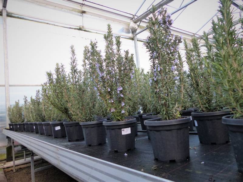 gruenwaren jakubik Gemüsepflanze 3 Stk echter Rosmarin Officinalis 50-60 cm Höhe, XL Busch Ø 20-30 cm von gruenwaren jakubik