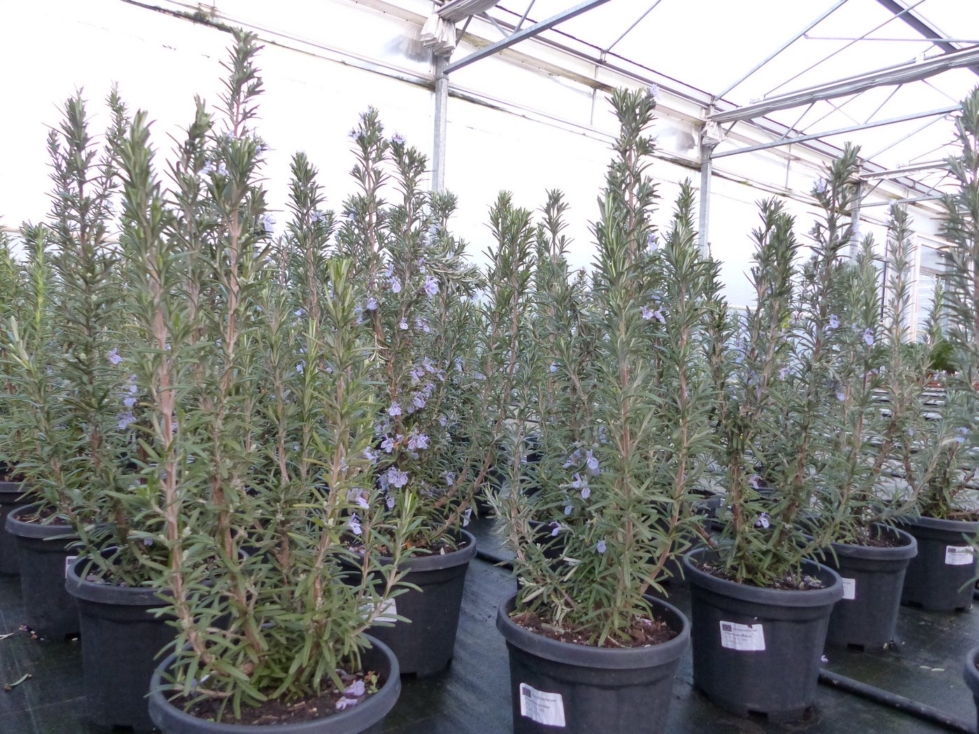 gruenwaren jakubik Gemüsepflanze 7 Stk echter Rosmarin Officinalis 50-60cm Höhe, XL Busch Ø 20-30 cm gruenwaren jakubik Gemüsepflanze 7 Stk echter Rosmarin Officinalis 50-60cm Höhe, XL Busch Ø 20-30 cm von gruenwaren jakubik