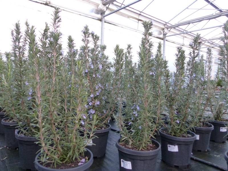 gruenwaren jakubik Gemüsepflanze 7 Stk echter Rosmarin Officinalis 50-60cm Höhe, XL Busch Ø 20-30 cm von gruenwaren jakubik