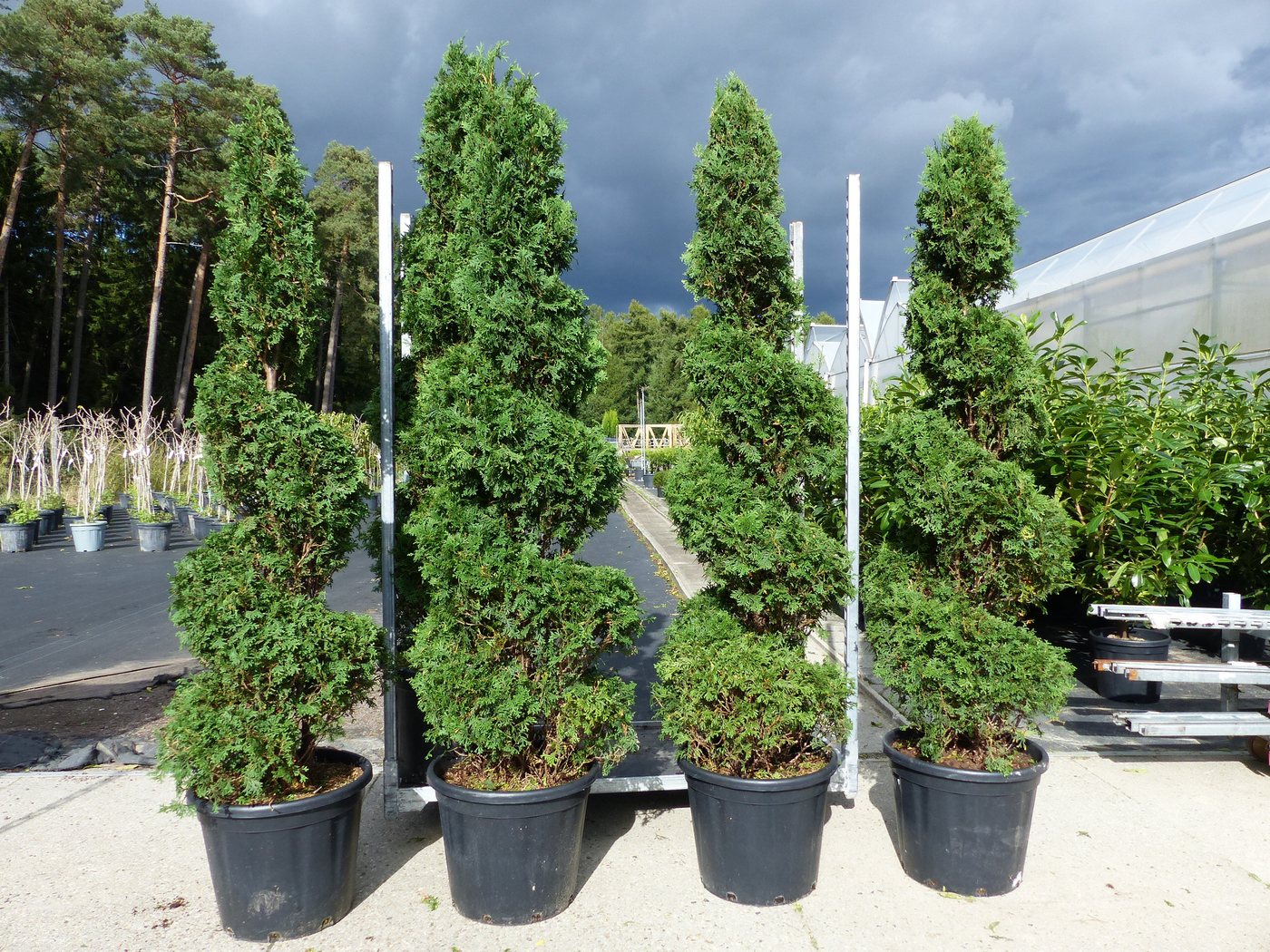 gruenwaren jakubik Hecken von gruenwaren jakubik