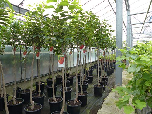 gruenwaren jakubik Kaki Baum 160-180 cm Sorte 'Rojo Brilliante' Kakipflaume von gruenwaren jakubik