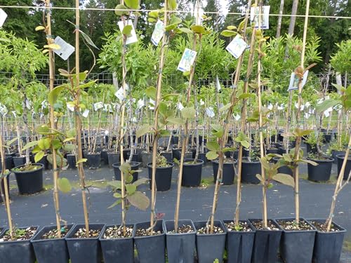 gruenwaren jakubik Kiwi-set-Hayward/Tomuri-130-150cm,Actinidia,Ranke,Strahlengriffelgewächse von gruenwaren jakubik