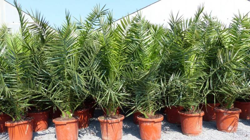 gruenwaren jakubik Obstpflanze 4 Stk Palme XXL 190 - 230 cm Phoenix canariensis von gruenwaren jakubik