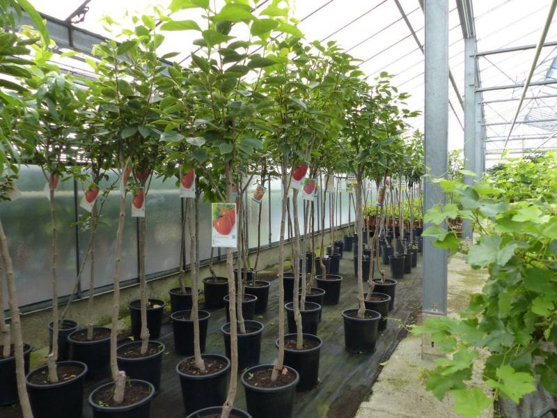 gruenwaren jakubik Obstpflanze Kaki Baum 160-180 cm Sorte "Rojo Brilliante" Kakipflaume Pflanze von gruenwaren jakubik