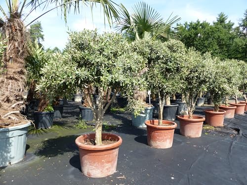 gruenwaren jakubik Olivenbaum 140-180 cm mit vielen Oliven winterhart Olea Europaea Bonsai gruenwaren jakubik Olivenbaum 140-180 cm mit vielen Oliven winterhart Olea Europaea Bonsai von gruenwaren jakubik