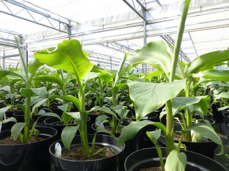 gruenwaren jakubik Olivenbaum 2 Stk Bananenstaude Musa Basjoo 60 - 80 cm winterhart Staude von gruenwaren jakubik
