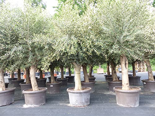 gruenwaren jakubik Olivenbaum 250 cm 'Pablo' Stammumfang 35-40 cm winterharte Olive, Olea europaea von gruenwaren jakubik