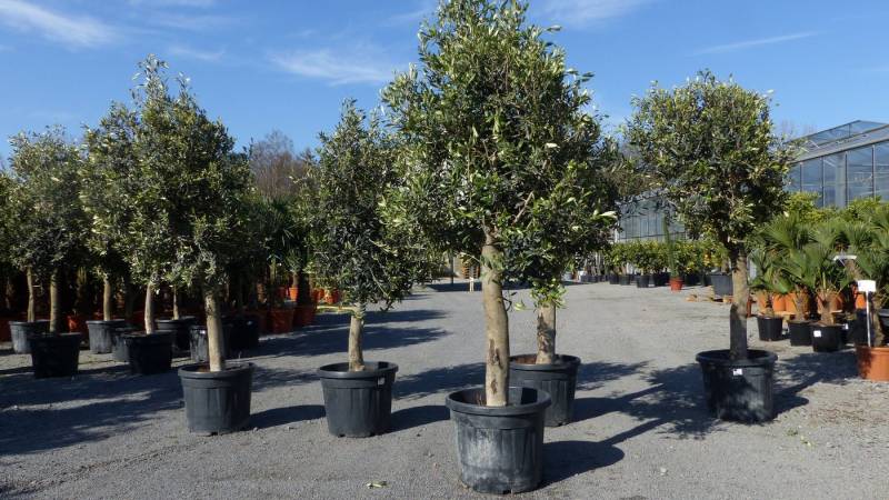 gruenwaren jakubik Olivenbaum 3 Stk Olivenbaum Olive "20 Jahre", Stammumfang 20 - 30 cm von gruenwaren jakubik