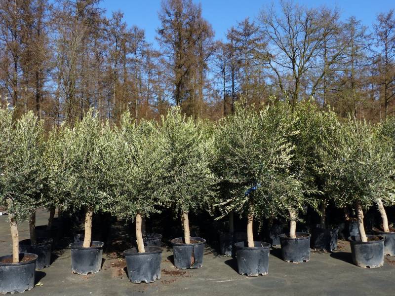 gruenwaren jakubik Olivenbaum 4x Olivenbaum Olive "20 Jahre" 180 - 220 cm, Stammumfang 20 - 30 cm von gruenwaren jakubik