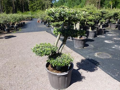gruenwaren jakubik Olivenbaum 5 Pon Pon 155-160cm Bonsai Formgehölz Gartenbonsai Olea europaea Olive winterhart gruenwaren jakubik Olivenbaum 5 Pon Pon 155-160cm Bonsai Formgehölz Gartenbonsai Olea europaea Olive winterhart von gruenwaren jakubik