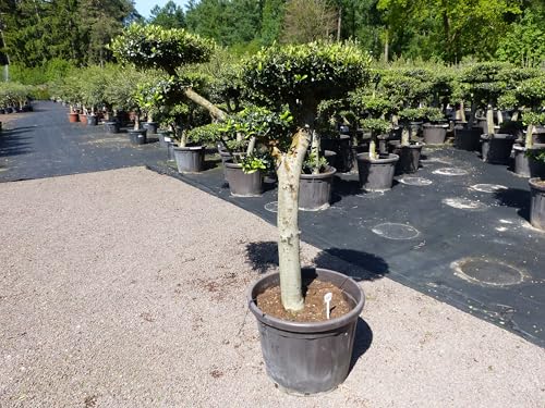 gruenwaren jakubik Olivenbaum 6 Pon Pon 185-190 cm Bonsai Formgehölz Gartenbonsai Olea europaea Olive winterhart gruenwaren jakubik Olivenbaum 6 Pon Pon 185-190 cm Bonsai Formgehölz Gartenbonsai Olea europaea Olive winterhart von gruenwaren jakubik
