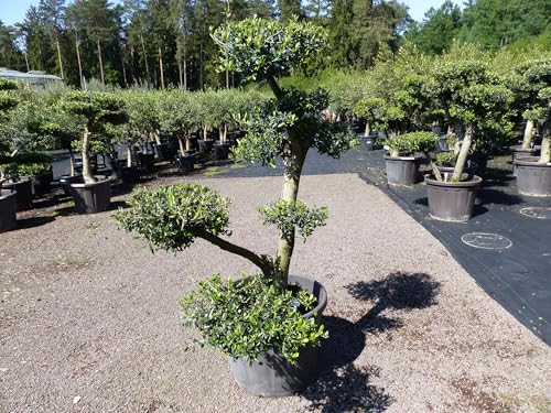 gruenwaren jakubik Olivenbaum 8 Pon Pon 180-185 cm Bonsai Formgehölz Gartenbonsai Olea europaea Olive winterhart gruenwaren jakubik Olivenbaum 8 Pon Pon 180-185 cm Bonsai Formgehölz Gartenbonsai Olea europaea Olive winterhart von gruenwaren jakubik