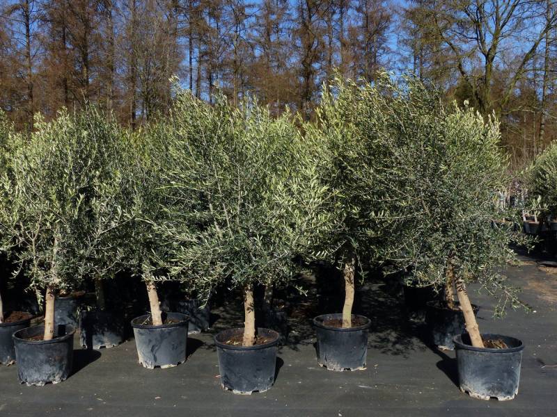 gruenwaren jakubik Olivenbaum 8x Olivenbaum Olive "20 Jahre" 180 - 220 cm, Stammumfang 20 - 30 cm von gruenwaren jakubik
