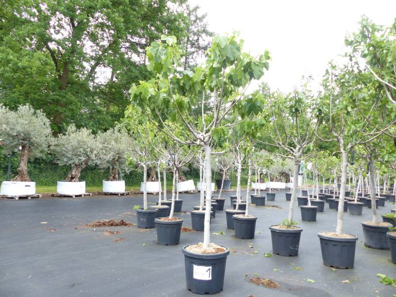 gruenwaren jakubik Olivenbaum Feige1: Ficus Carica Sorte: Grise St. Jean winterhart, Feigenbaum von gruenwaren jakubik