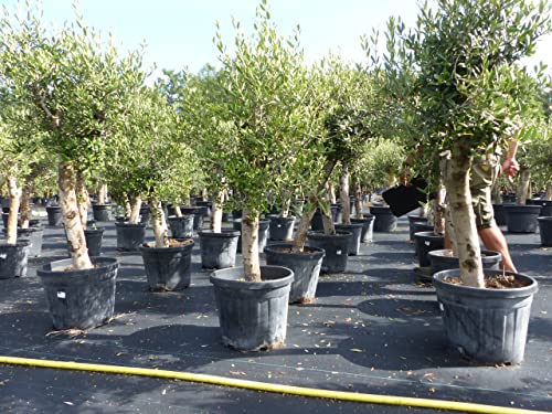 gruenwaren jakubik Olivenbaum Olive 'Angebot' 150-180 cm, beste Qualität, winterhart, Olea Europaea, dicke Stämme 20-35 cm Umfang von gruenwaren jakubik
