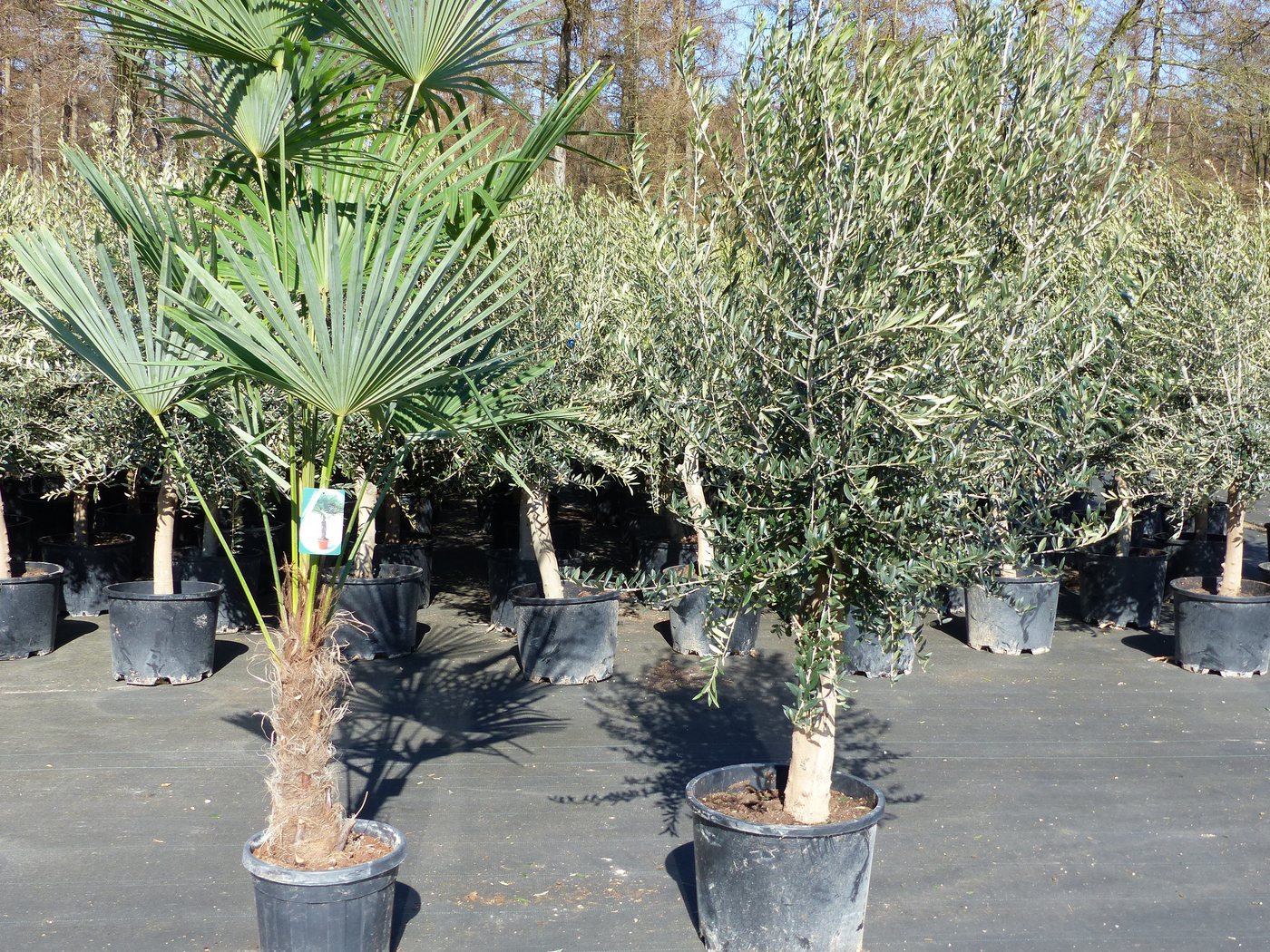 gruenwaren jakubik Olivenbaum Olivenbaum 20J 180 - 220 cm St.20-30 + 20L Palme St.40 - 60 cm Set gruenwaren jakubik Olivenbaum Olivenbaum 20J 180 - 220 cm St.20-30 + 20L Palme St.40 - 60 cm Set von gruenwaren jakubik