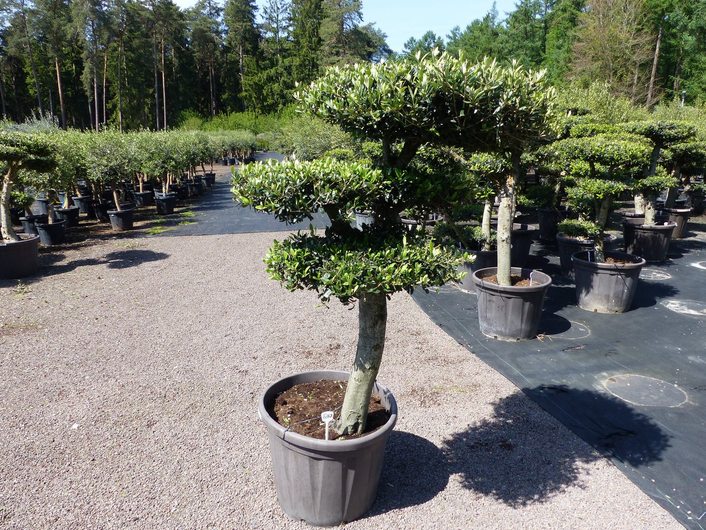 gruenwaren jakubik Olivenbaum Olivenbaum 4 Pon Pon Bonsai Formgehölz Gartenbonsai Olea europaea von gruenwaren jakubik