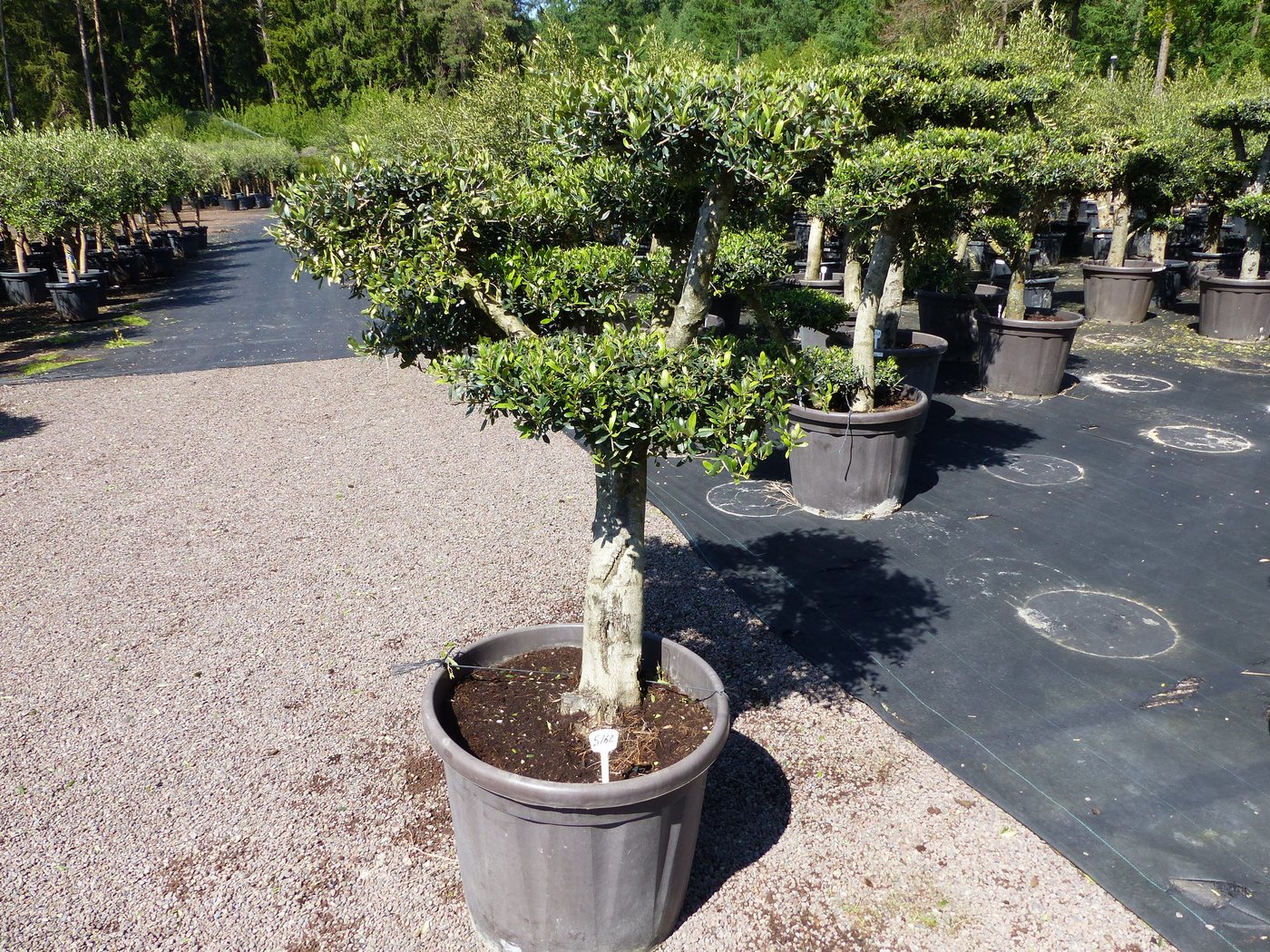 gruenwaren jakubik Olivenbaum Olivenbaum 4 Pon Pon Bonsai Formgehölz Gartenbonsai Olea europaea gruenwaren jakubik Olivenbaum Olivenbaum 4 Pon Pon Bonsai Formgehölz Gartenbonsai Olea europaea von gruenwaren jakubik