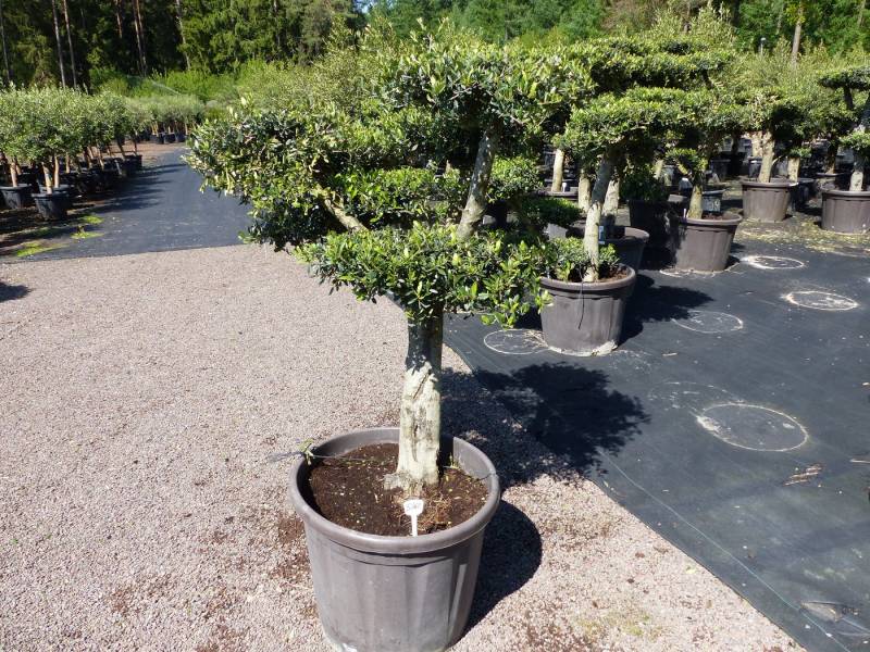 gruenwaren jakubik Olivenbaum Olivenbaum 4 Pon Pon Bonsai Formgehölz Gartenbonsai Olea europaea von gruenwaren jakubik