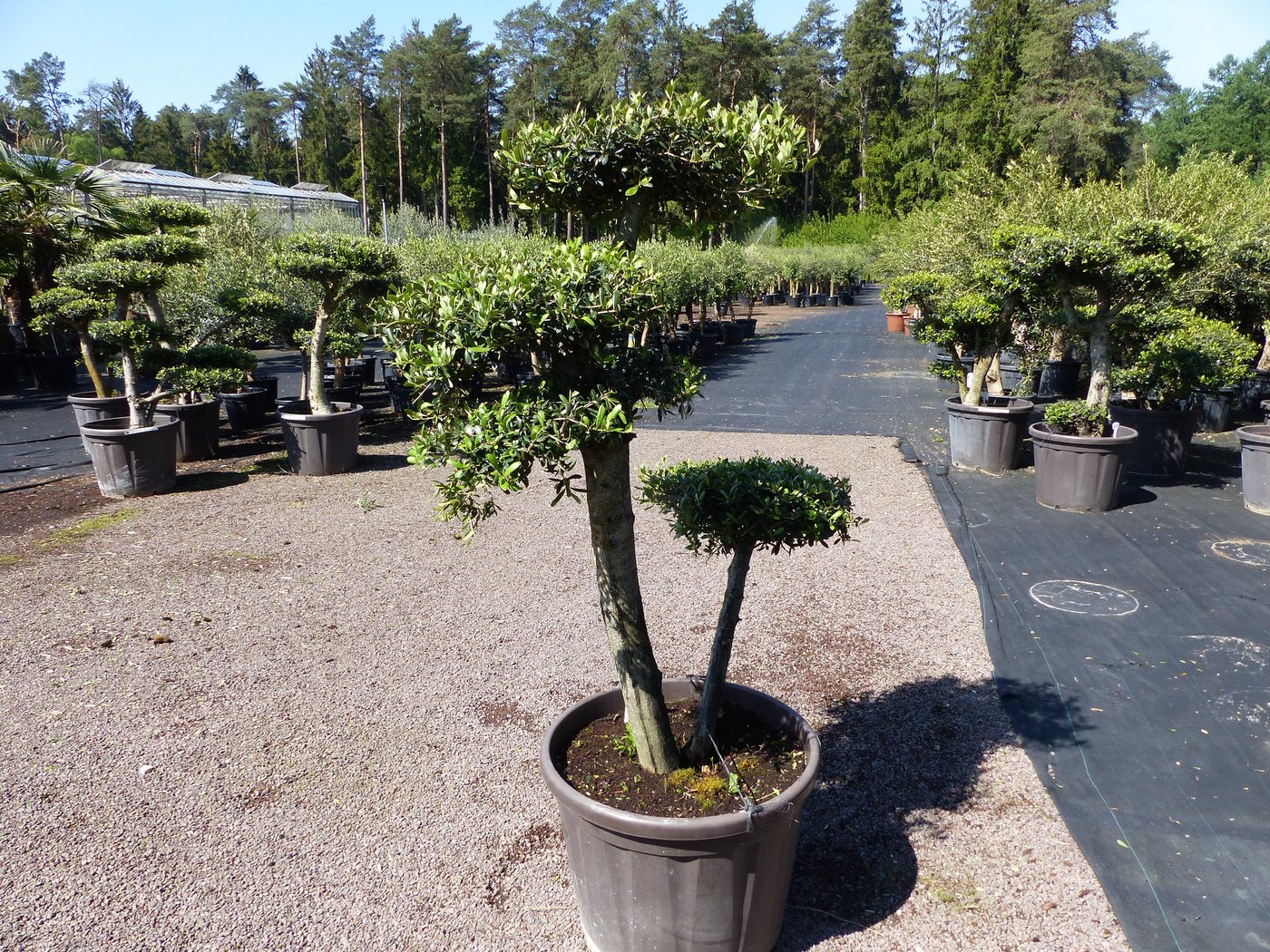 gruenwaren jakubik Olivenbaum Olivenbaum 4 Pon Pon Bonsai Formgehölz Gartenbonsai Olea europaea gruenwaren jakubik Olivenbaum Olivenbaum 4 Pon Pon Bonsai Formgehölz Gartenbonsai Olea europaea von gruenwaren jakubik