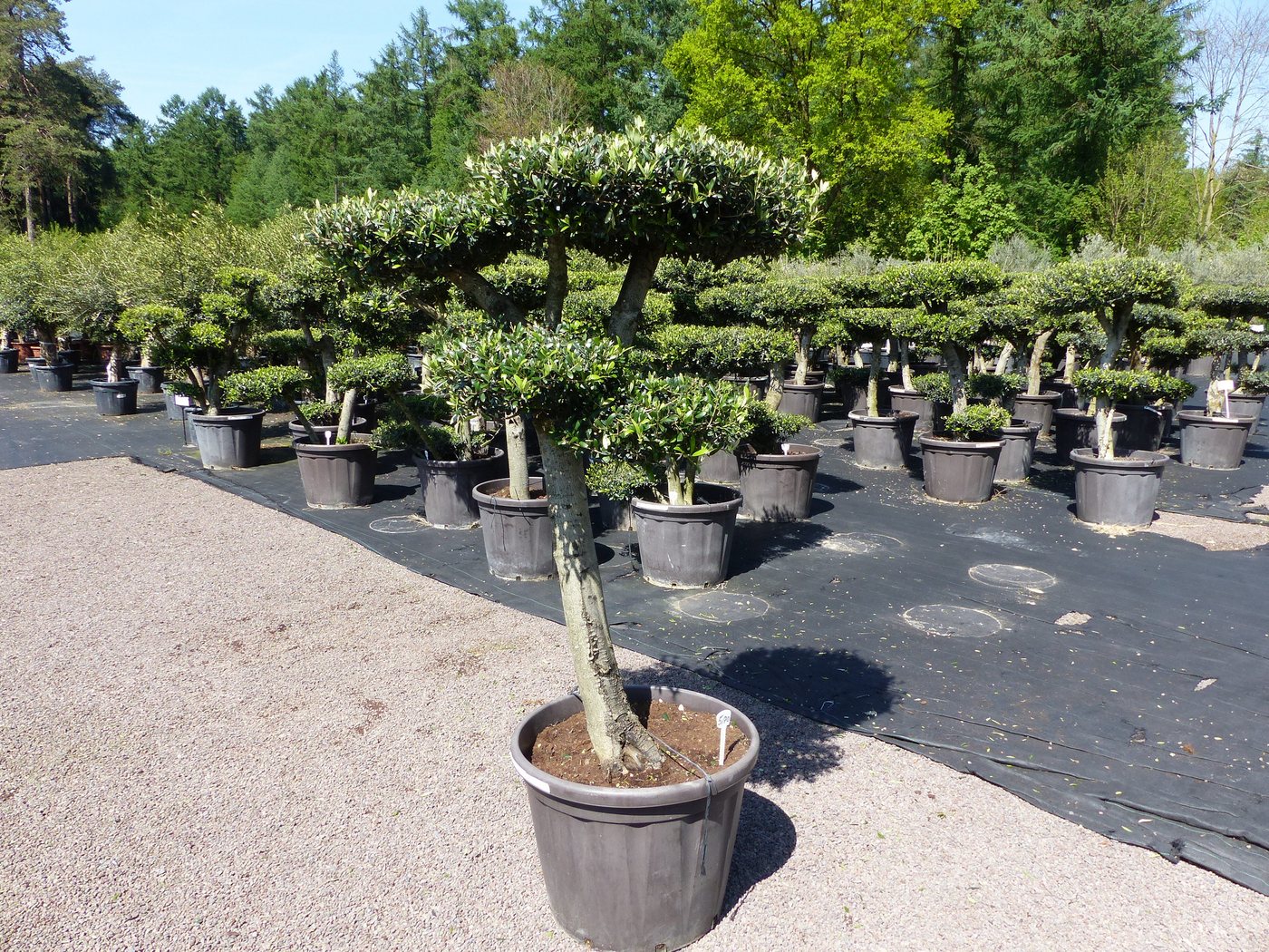 gruenwaren jakubik Olivenbaum Olivenbaum 4 Pon Pon Bonsai Formgehölz Gartenbonsai Olea europaea gruenwaren jakubik Olivenbaum Olivenbaum 4 Pon Pon Bonsai Formgehölz Gartenbonsai Olea europaea von gruenwaren jakubik