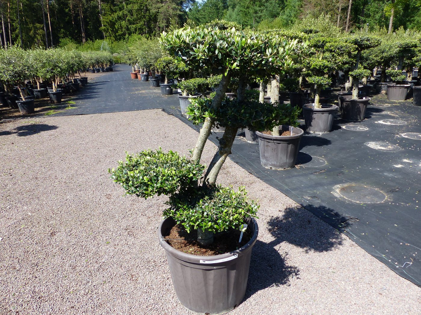 gruenwaren jakubik Olivenbaum Olivenbaum 5 Pon Pon Bonsai Formgehölz Gartenbonsai Olea europaea gruenwaren jakubik Olivenbaum Olivenbaum 5 Pon Pon Bonsai Formgehölz Gartenbonsai Olea europaea von gruenwaren jakubik