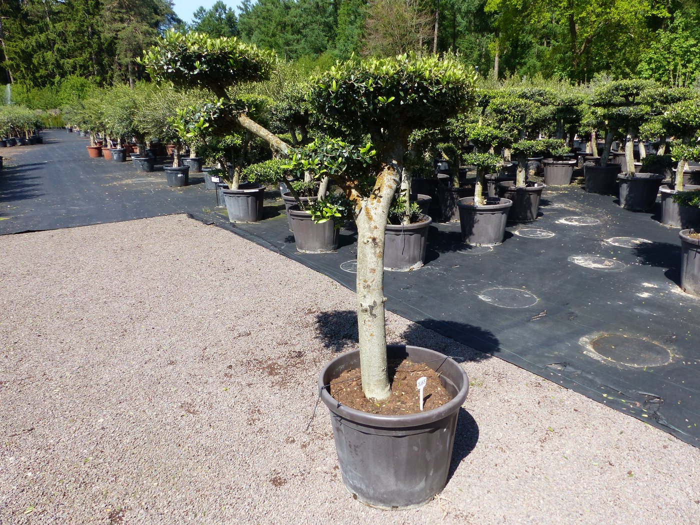 gruenwaren jakubik Olivenbaum Olivenbaum 6 Pon Pon Bonsai Formgehölz Gartenbonsai Olea europaea gruenwaren jakubik Olivenbaum Olivenbaum 6 Pon Pon Bonsai Formgehölz Gartenbonsai Olea europaea von gruenwaren jakubik