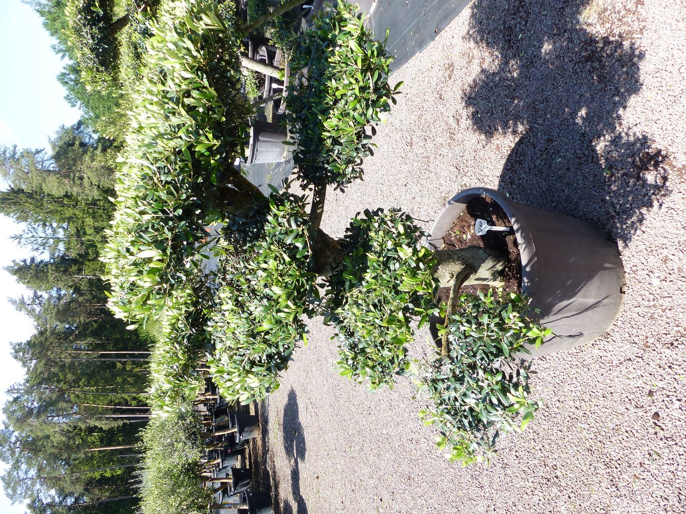 gruenwaren jakubik Olivenbaum Olivenbaum 7 Pon Pon Bonsai Formgehölz Gartenbonsai Olea europaea gruenwaren jakubik Olivenbaum Olivenbaum 7 Pon Pon Bonsai Formgehölz Gartenbonsai Olea europaea von gruenwaren jakubik