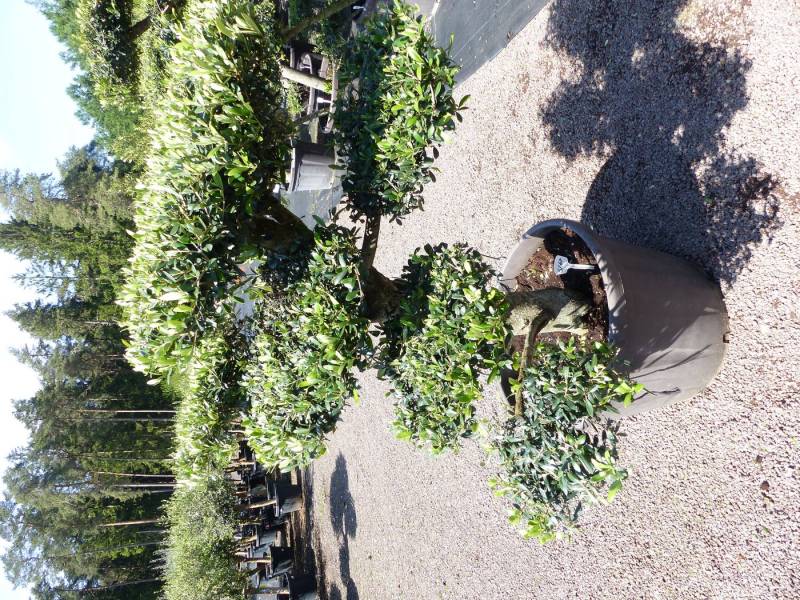 gruenwaren jakubik Olivenbaum Olivenbaum 7 Pon Pon Bonsai Formgehölz Gartenbonsai Olea europaea von gruenwaren jakubik