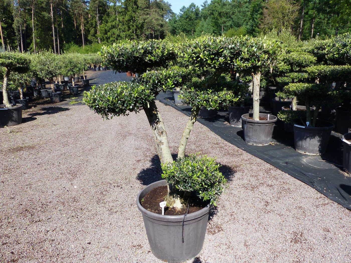 gruenwaren jakubik Olivenbaum Olivenbaum 7 Pon Pon Bonsai Formgehölz Gartenbonsai Olea europaea gruenwaren jakubik Olivenbaum Olivenbaum 7 Pon Pon Bonsai Formgehölz Gartenbonsai Olea europaea von gruenwaren jakubik