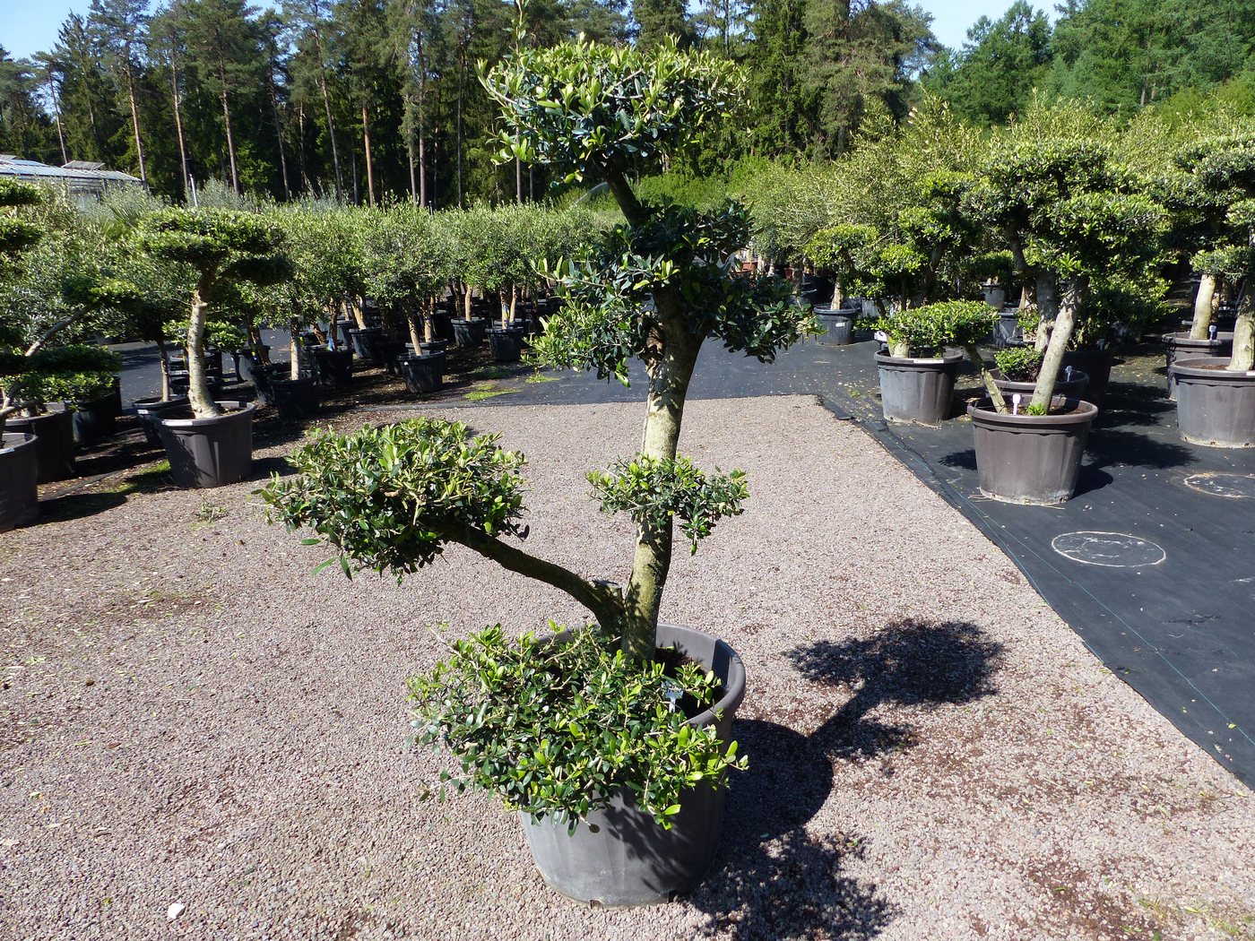 gruenwaren jakubik Olivenbaum Olivenbaum 8 Pon Pon Bonsai Formgehölz Gartenbonsai Olea europaea gruenwaren jakubik Olivenbaum Olivenbaum 8 Pon Pon Bonsai Formgehölz Gartenbonsai Olea europaea von gruenwaren jakubik