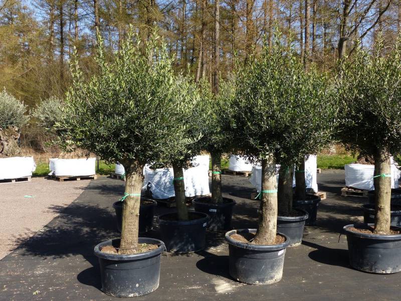 gruenwaren jakubik Olivenbaum Olivenbaum Olive "60 Jahre" 200 - 240 cm, Stammumfang 40 - 60 cm von gruenwaren jakubik