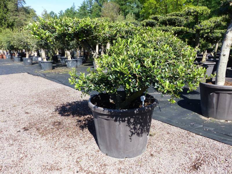 gruenwaren jakubik Olivenbaum Olivenbaum Pon Pon 120/125 cm Bonsai Formgehölz Gartenbonsai von gruenwaren jakubik