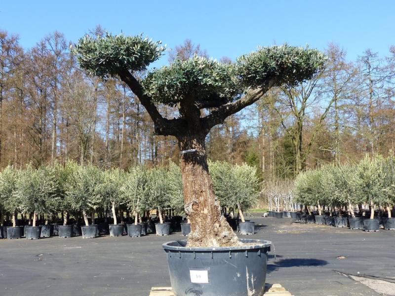 gruenwaren jakubik Olivenbaum Olivenbaum Pon Pon 195 cm Bonsai Formgehölz, winterhart von gruenwaren jakubik