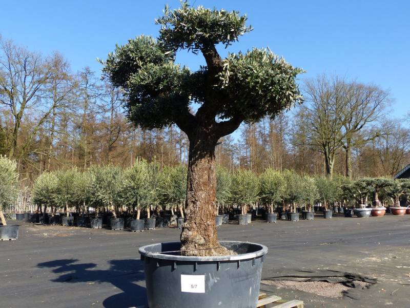 gruenwaren jakubik Olivenbaum Olivenbaum Pon Pon 215 cm Bonsai Formgehölz, winterhart von gruenwaren jakubik
