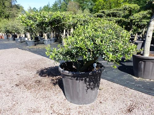 gruenwaren jakubik Olivenbaum Pon Pon 120/125 cm Bonsai Formgehölz Gartenbonsai Formschnitt winterhart von gruenwaren jakubik