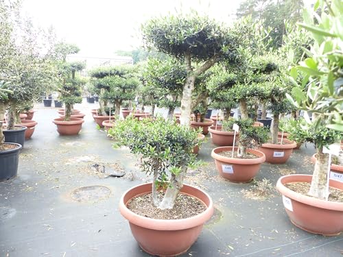 gruenwaren jakubik Olivenbaum Pon Pon 170 cm | 4 Pon Pon Bonsai Formgehölz, winterhart gruenwaren jakubik Olivenbaum Pon Pon 170 cm | 4 Pon Pon Bonsai Formgehölz, winterhart von gruenwaren jakubik