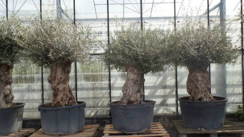 gruenwaren jakubik Olivenbaum uriger, alter Olivenbaum, knorrige Olive 100 Jahre, winterhart von gruenwaren jakubik