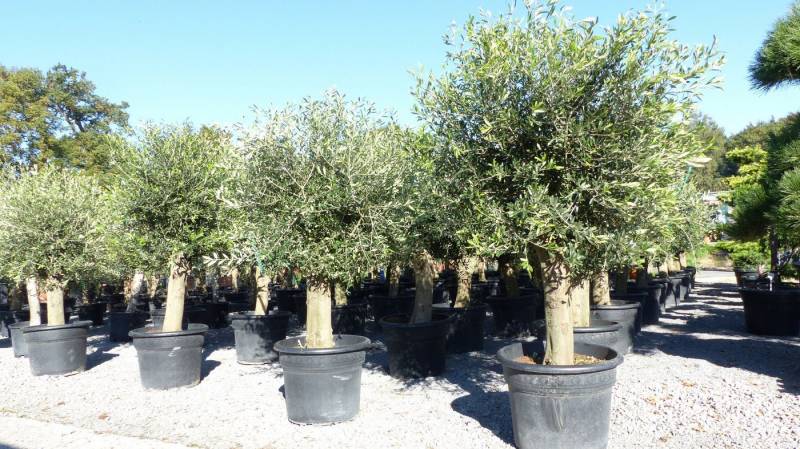 gruenwaren jakubik Olivenbaum winterharter XXL Olivenbaum Premium 50 Jahre, extra dicke Stämme von gruenwaren jakubik
