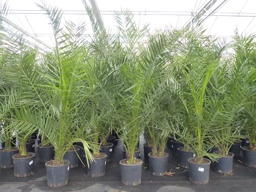 gruenwaren jakubik Palme 160-180 cm, Phoenix canariensis, kanarische Dattelpalme, kräftige Palmen Premium Qualität von gruenwaren jakubik