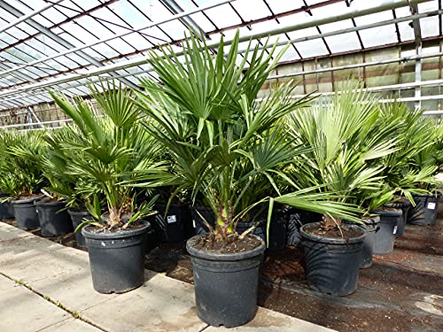 gruenwaren jakubik Palme 'Vulcano' 70 cm Zwergpalme Chamaerops Humilis, winterhart bis -12°C von gruenwaren jakubik
