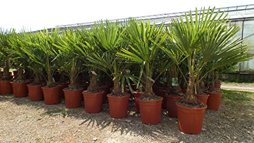 gruenwaren jakubik Palme XL 120-140 cm Trachycarpus fortunei, Hanfpalme, winterhart bis -18°C von gruenwaren jakubik