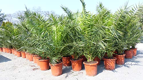 gruenwaren jakubik Palme XXL 140-160 cm Phoenix canariensis, kanarische Dattelpalme, winterhart von gruenwaren jakubik