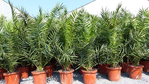 gruenwaren jakubik Palme XXL 160-180 cm Phoenix canariensis, kanarische Dattelpalme, winterhart von gruenwaren jakubik