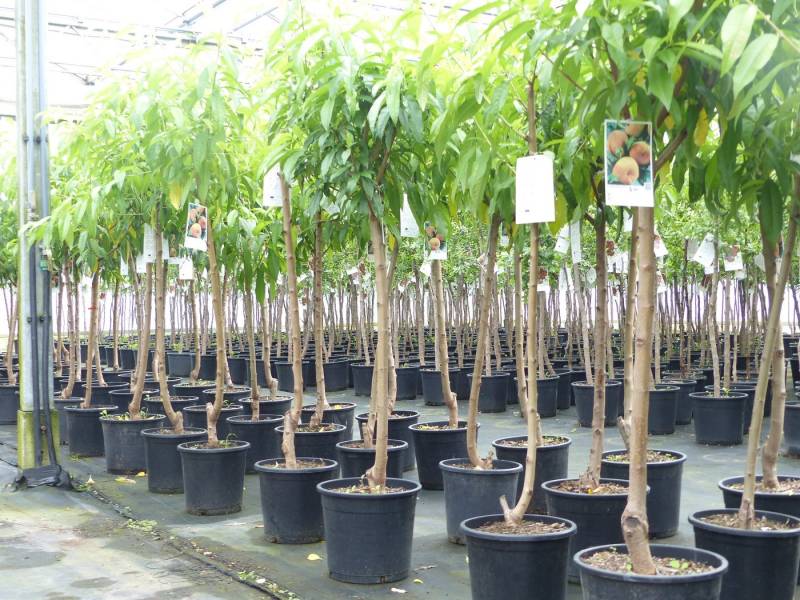 gruenwaren jakubik Pfirsichbaum Plattpfirsich Pfirsich 170 - 180 cm Pfirsichbaum Prunus persica von gruenwaren jakubik