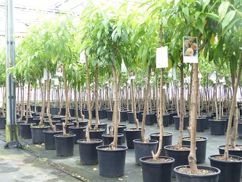 gruenwaren jakubik Plattpfirsich Pfirsich 170-180 cm Pfirsichbaum Prunus persica var. platycarpa von gruenwaren jakubik